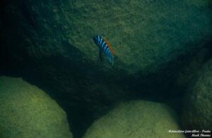 Metriaclima fainzilbergi 'Puulu'